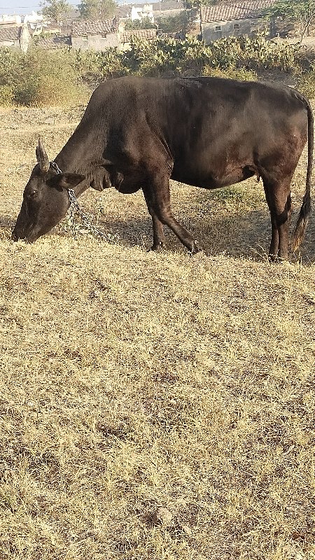 ગાય વેચવાની છે...