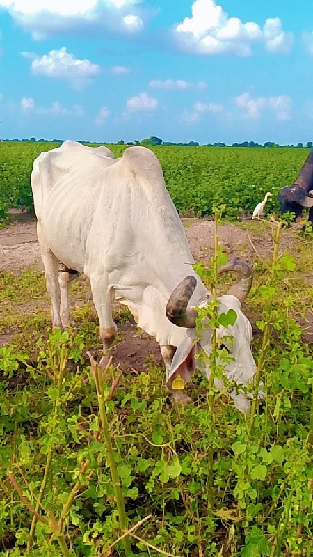 સાવ સોજા સાલવામ...