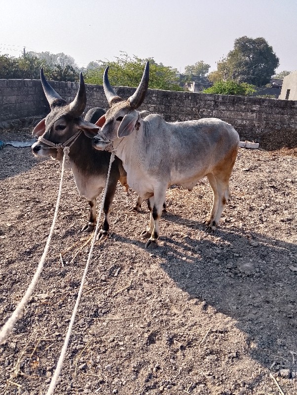 ગોઢલા વેચવાના છ...