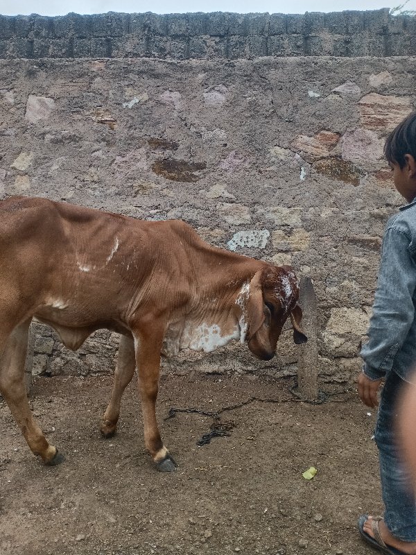 gir cow
sell