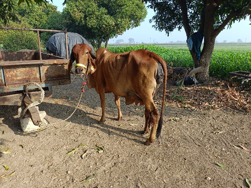 ગાય વેચવાની છે