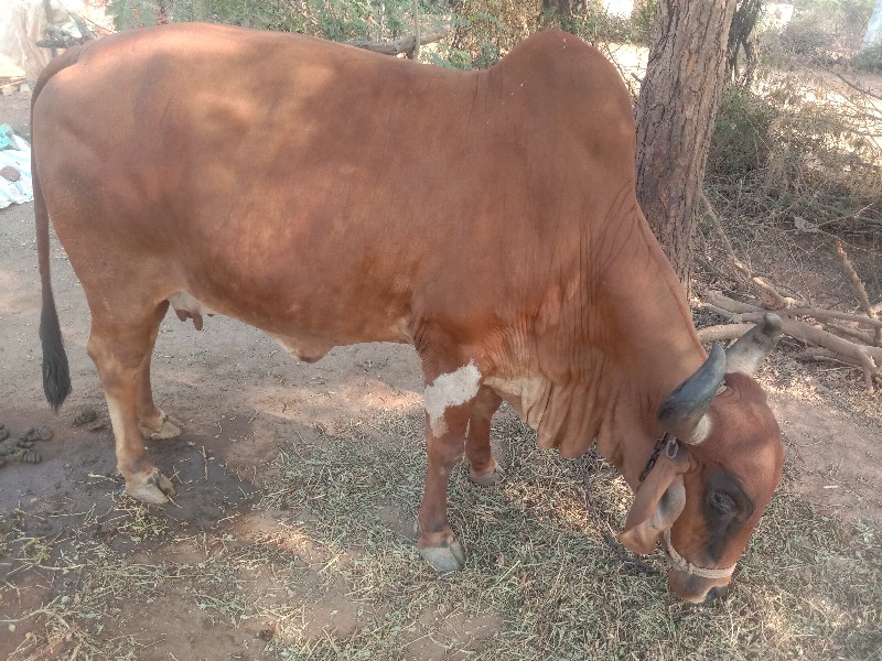 ગાય વેચવાની છે