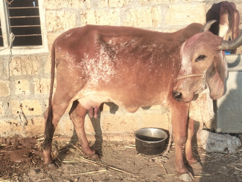 ગાય વેસવાની