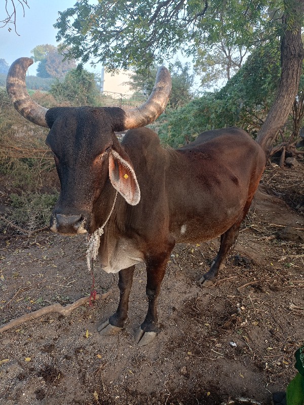 ગાય વેચવાની છે