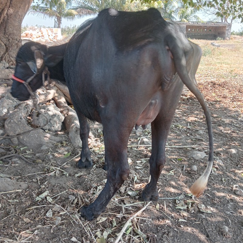 ભેંસ વેચવાની છે