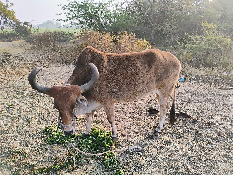 ફુલ ગેરે ટી ચડા...