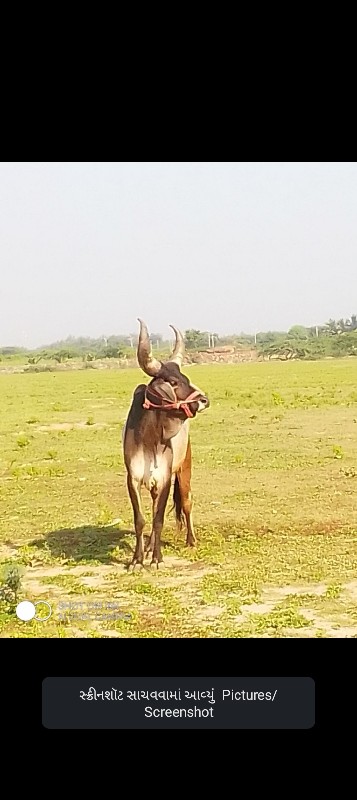 ઘોધલો વેચવા નો...