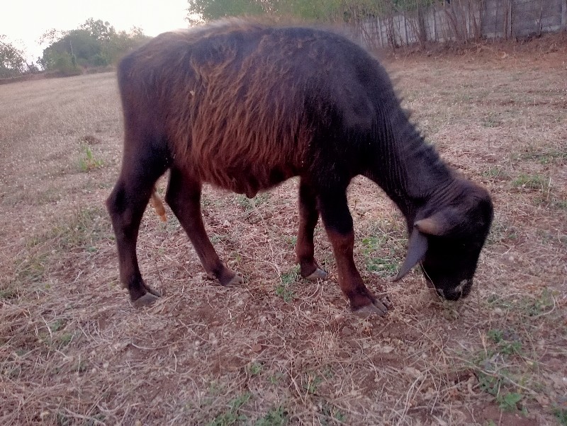 પાડો વેચવાનો છે