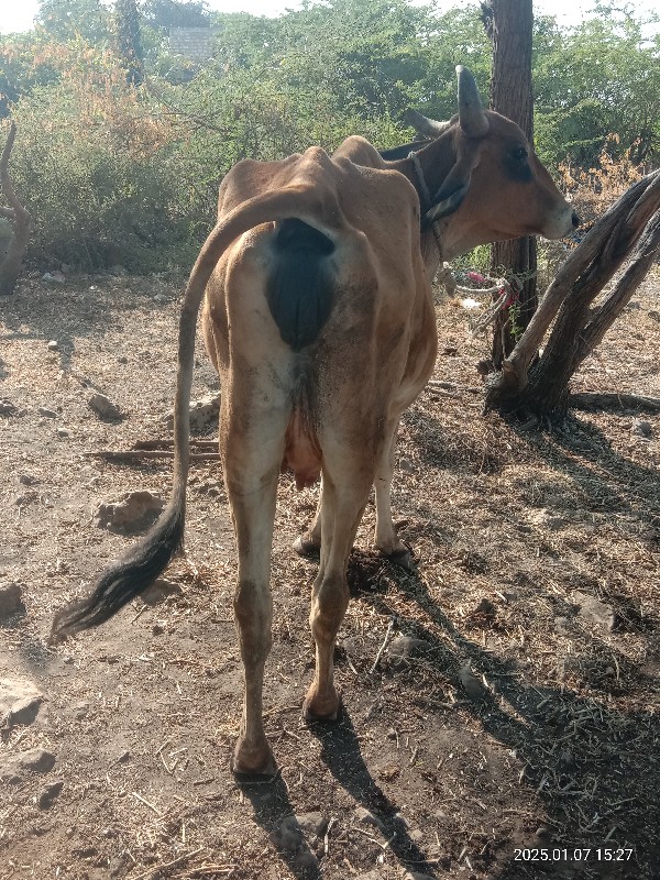 ગાય વેચવાની છે