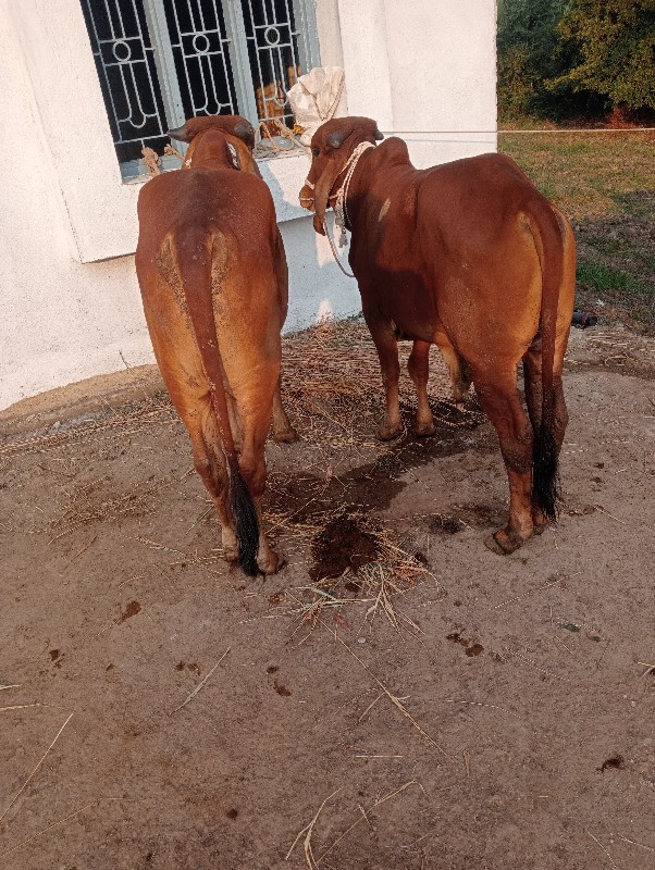 ગોધલાવેશવાનાછે