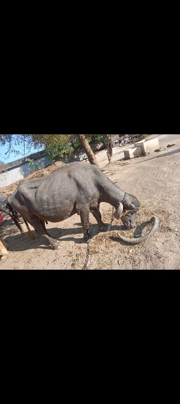 ભેંસ વેચવાની છે