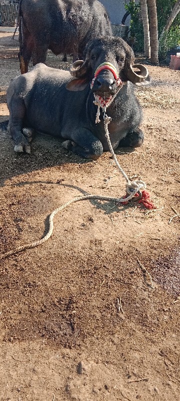 પાડો વેસવા નો છ...