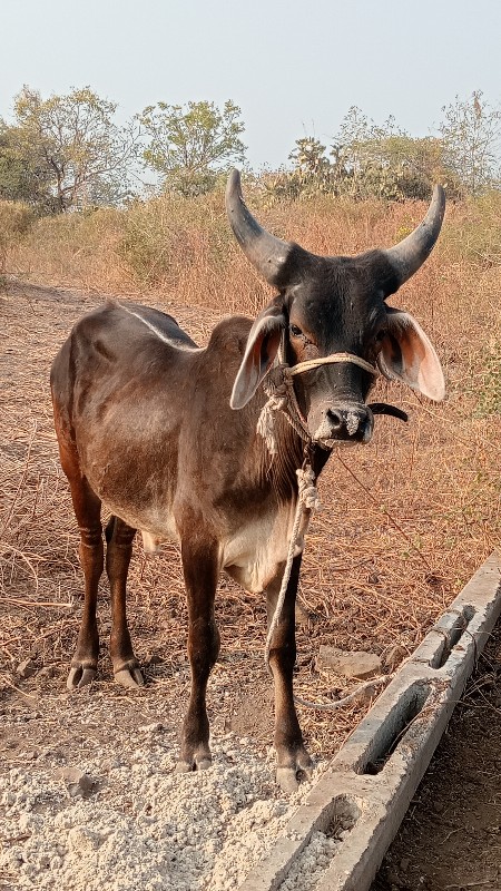 વાચડા નુ સાટુ ક...