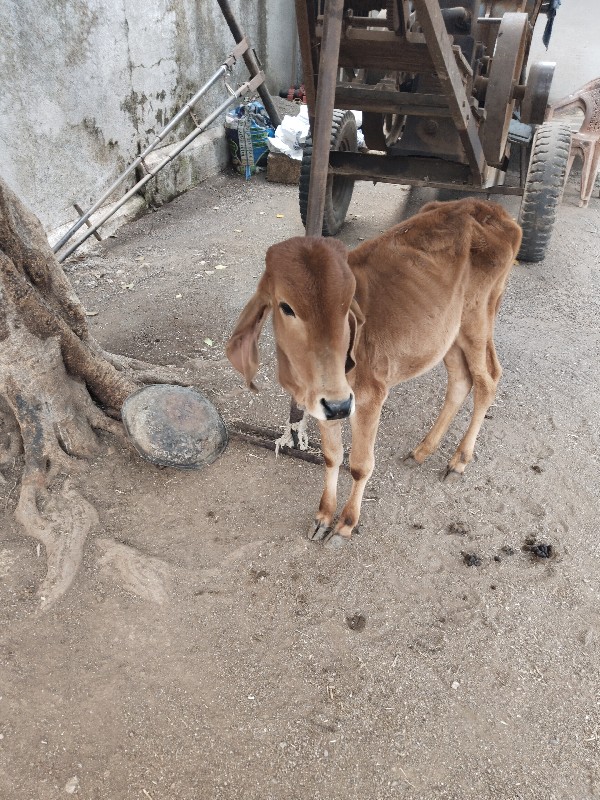 બે ગાયું વેચવાન...