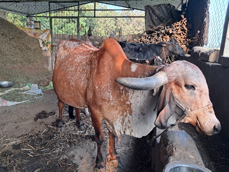 ગીર ગાય વેચવાની...