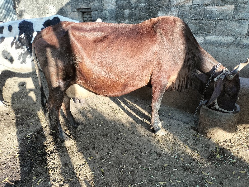 ગાય બય સાથે દેવ...