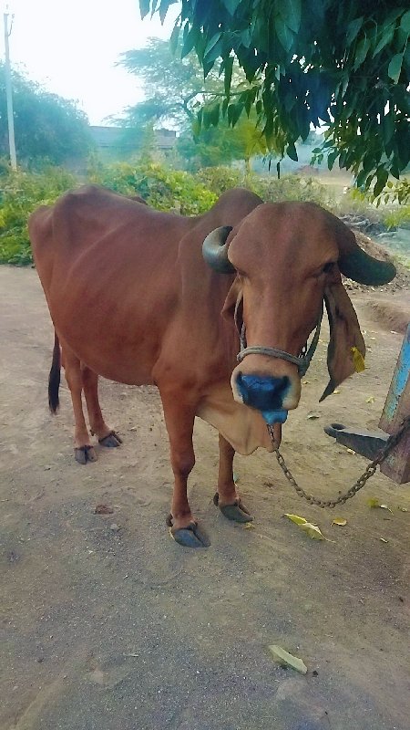 ગાય વેંચ વાની છ...