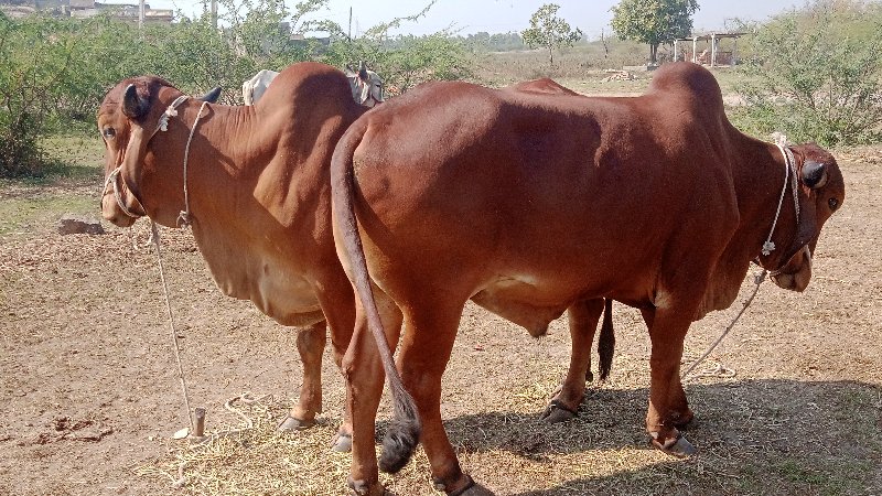 દેવીપુજક લે વેચ