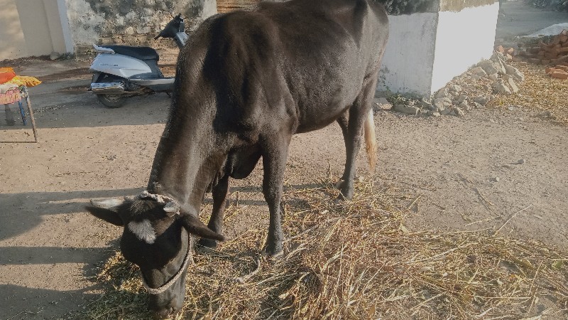 જર્સી ગાય વેચવા...