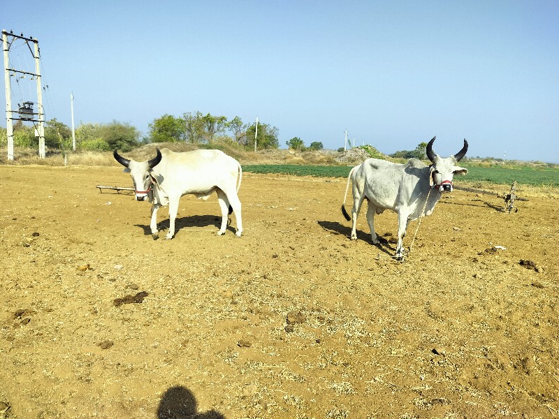 વઢીયારા ગોધલા વ...