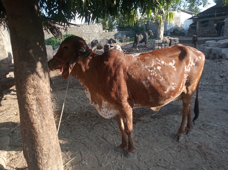 cow