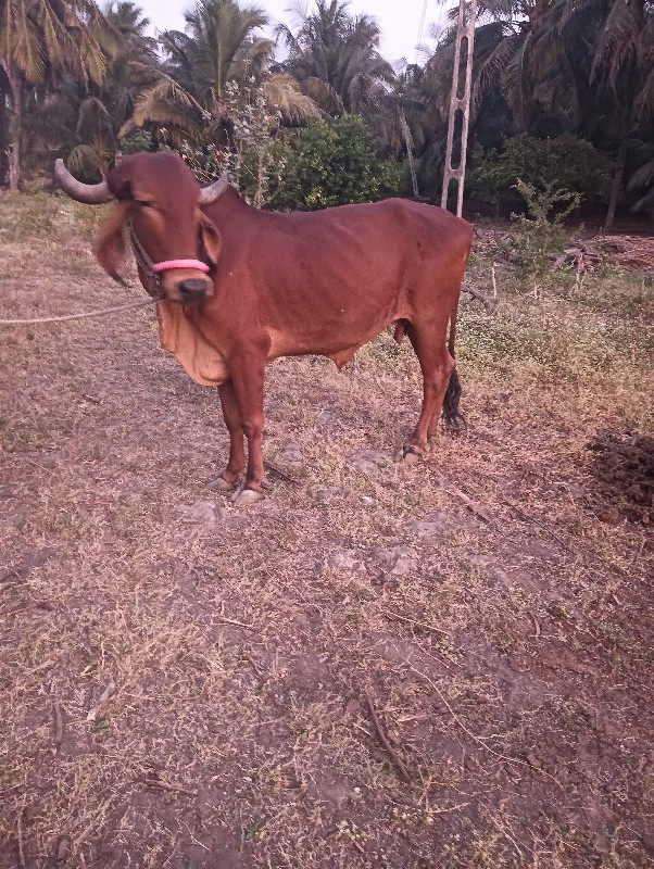 ગાય વેચવાની છે