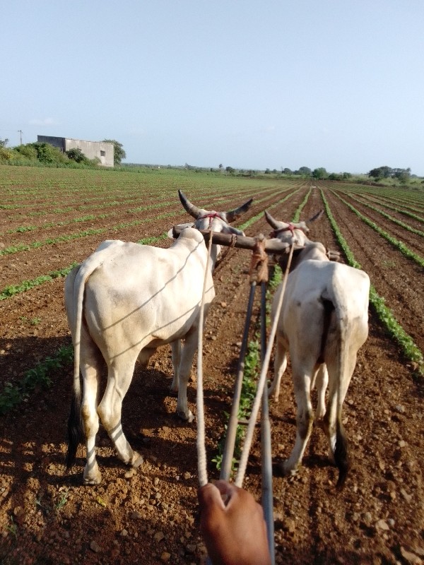 ગોઢલા વેચવાના છ...