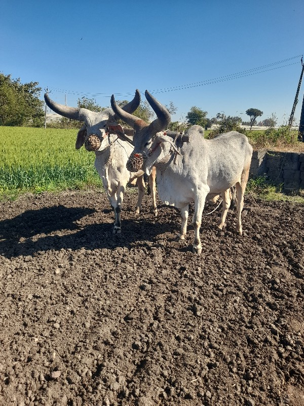 વાગડ વઢીયારા