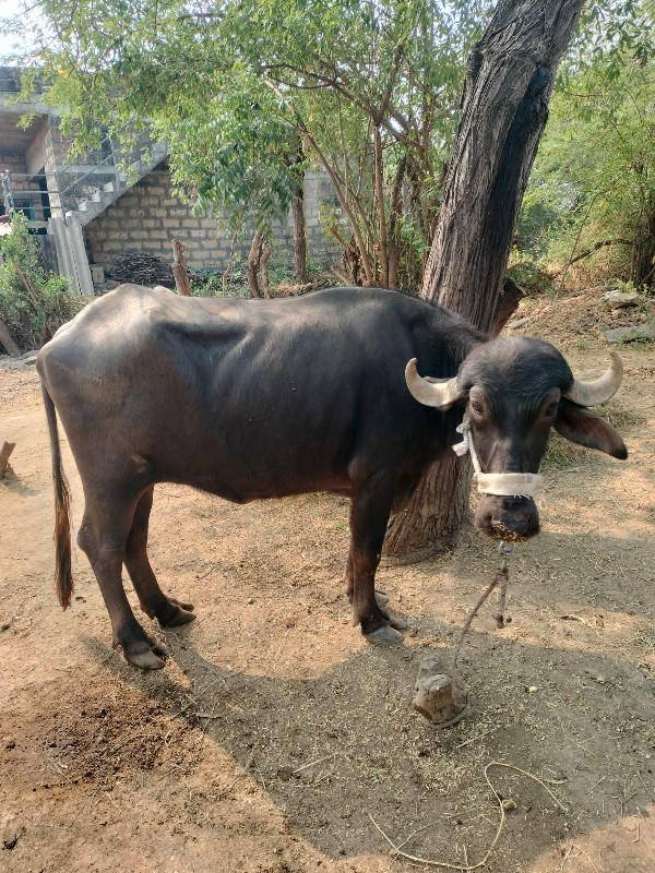 ખડેલી વેસવા ની...