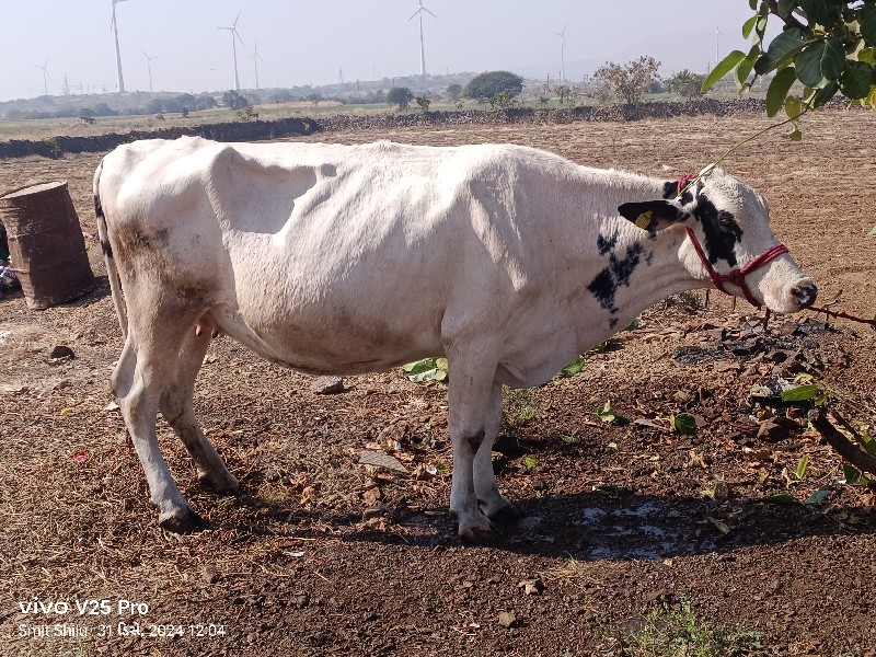 ગાય