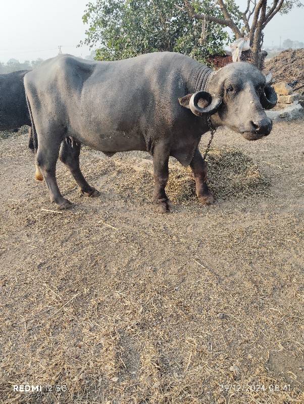 પેલું વેતર