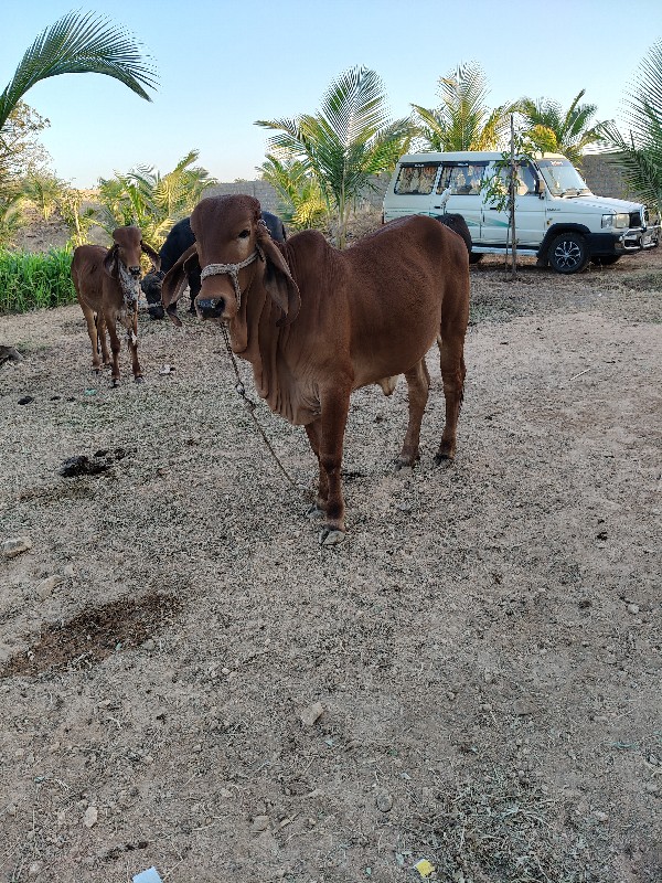 વાછડી વેચવાની છ...