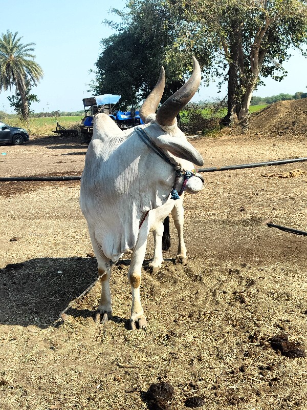 વેચવાનો છે