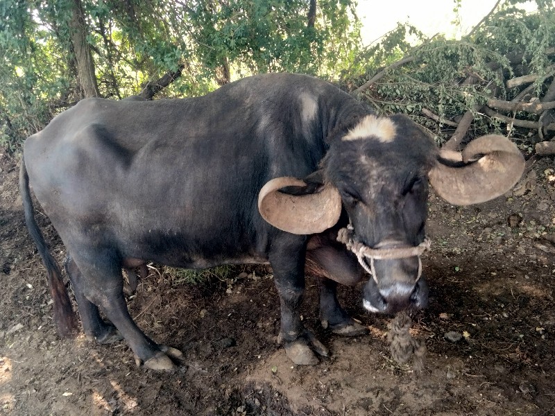 ભેંસ વેસ્વની સે