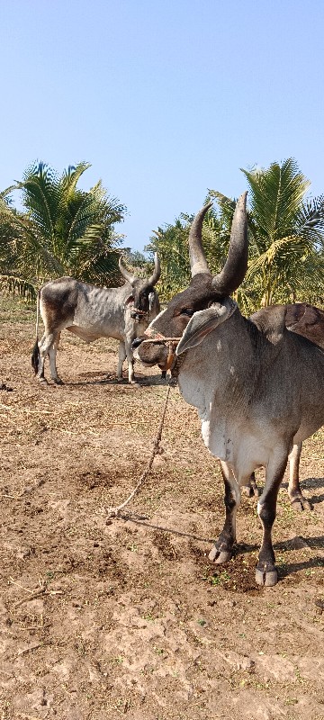 ગોઢલા