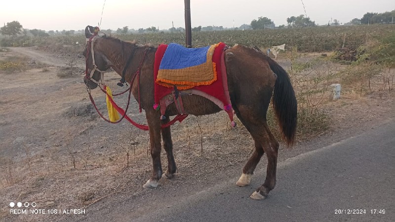 ઘોડી વેચવાની છે