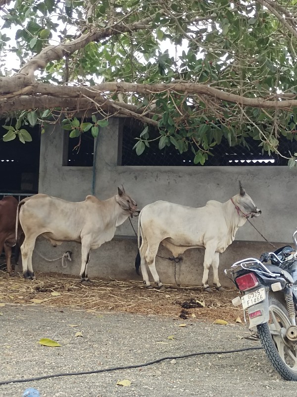 ઘોધલા શે ખીરાશે...