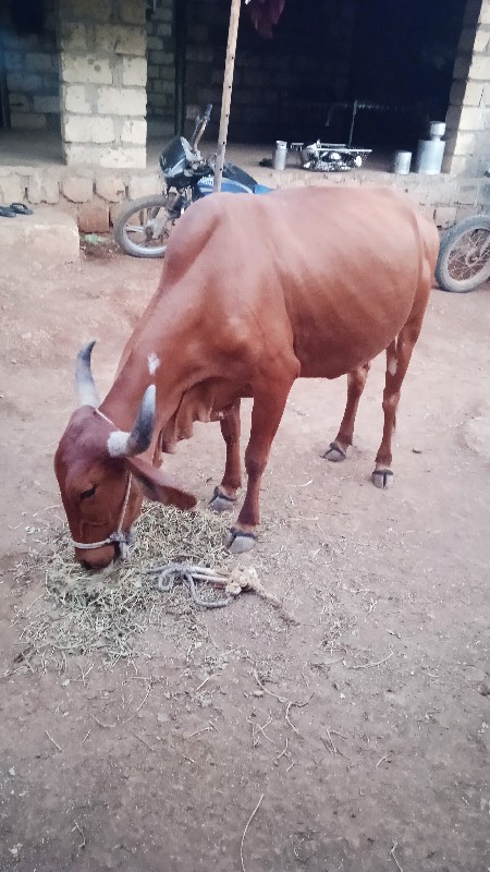 ગાય વેચવાની છે