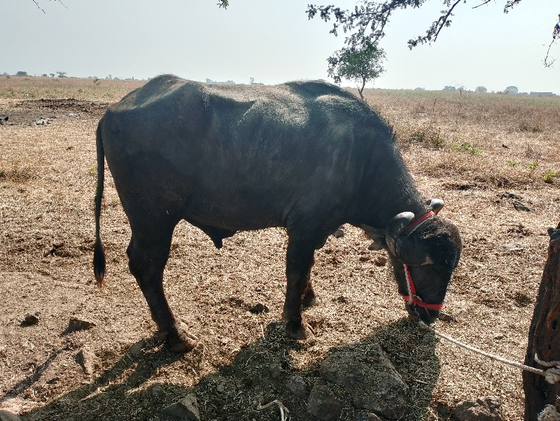 , વિજયવાડા નો વ...