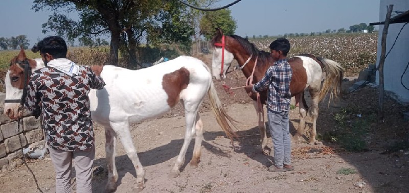 લાલ બાવળી ઘોડી...