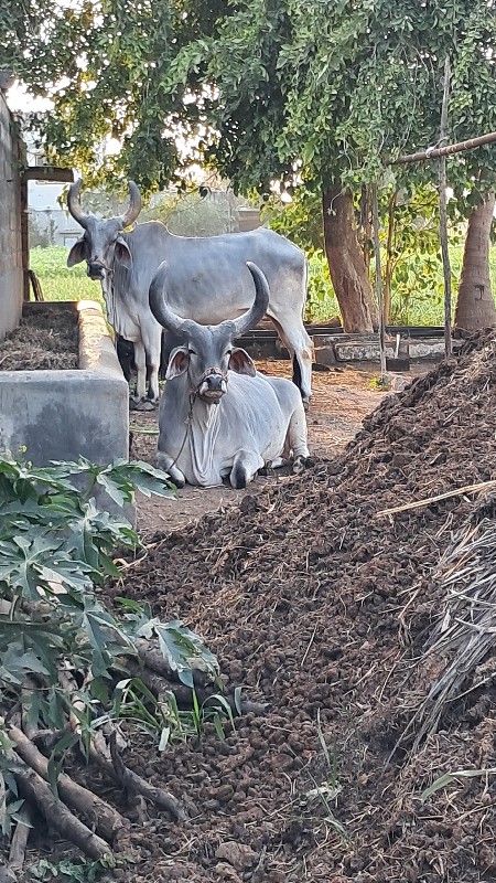 બળદ વેચવા ના છે