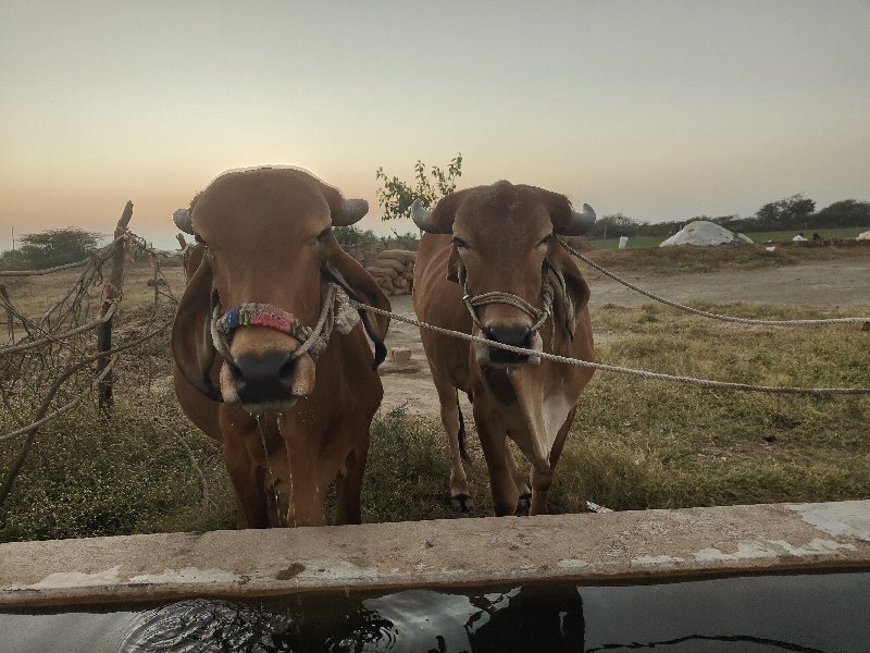 ગોધલા વેચવા ના...