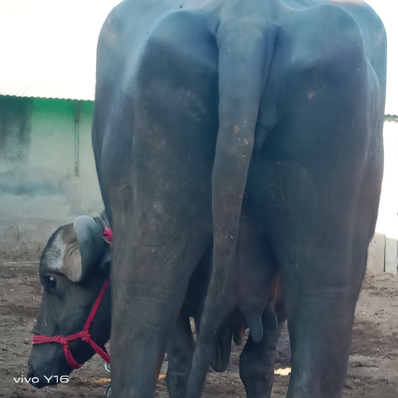 ચાર કરેલી વેચવા...