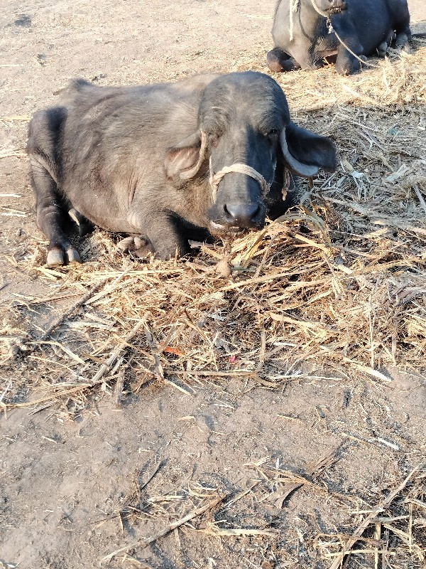 ભેંસ વેચવાની છે