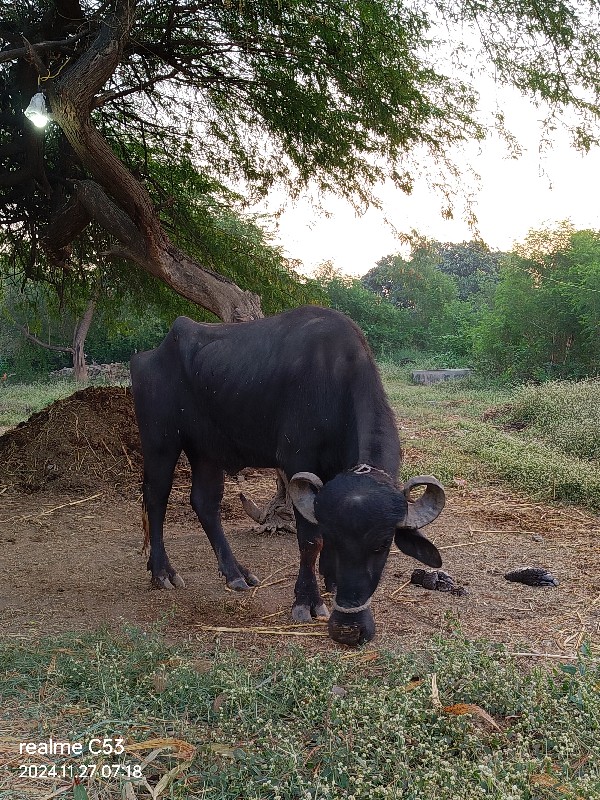 ખડેલી