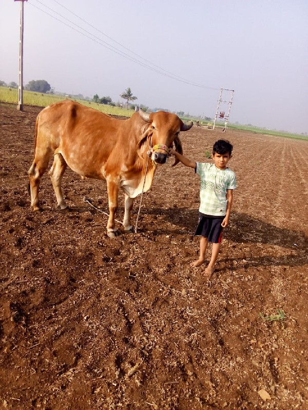 ગોઢલા વેચવાના છ...