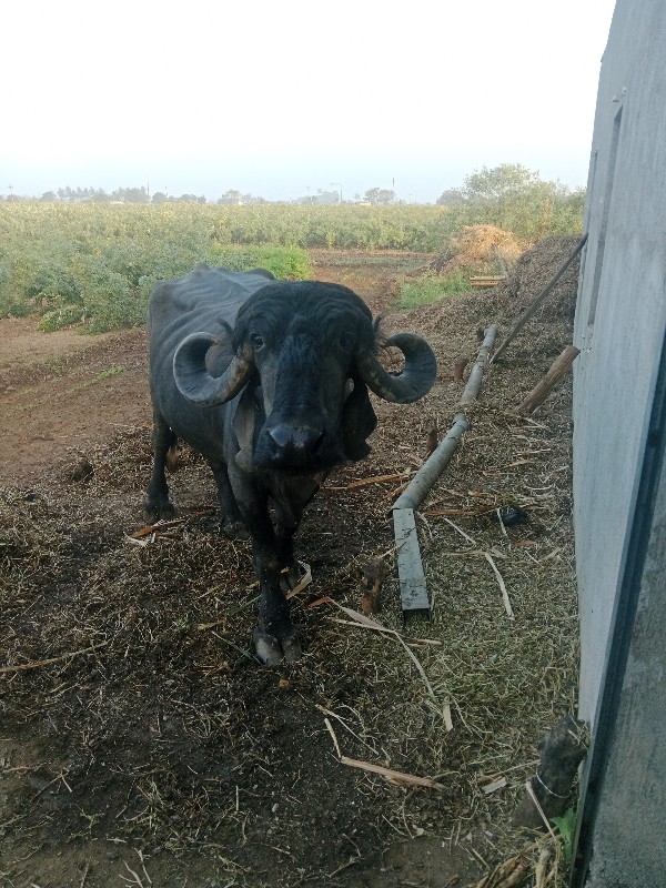 ભેસવેચવાનીછે
વે...