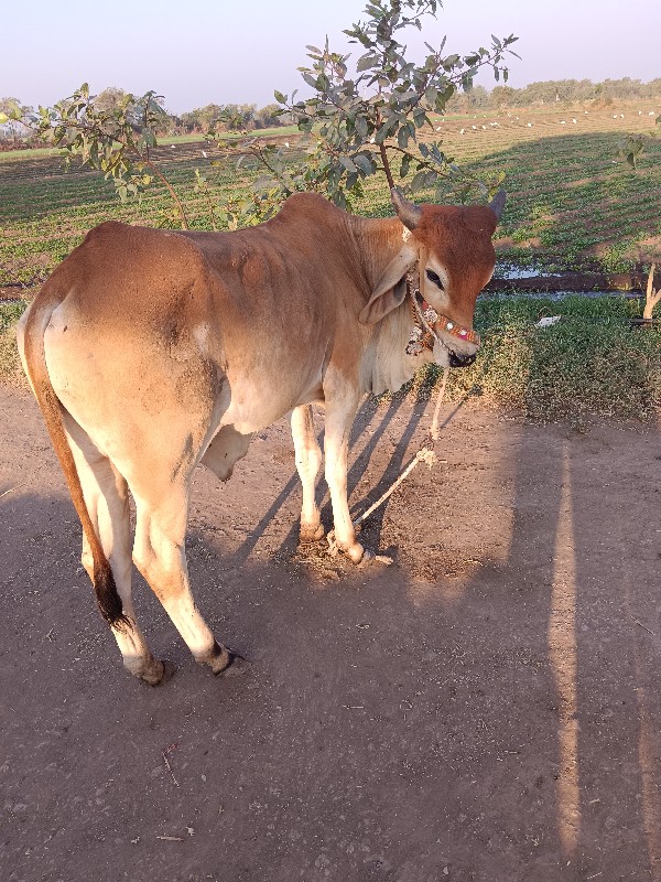 ધોધલા‌ વેચવાછે