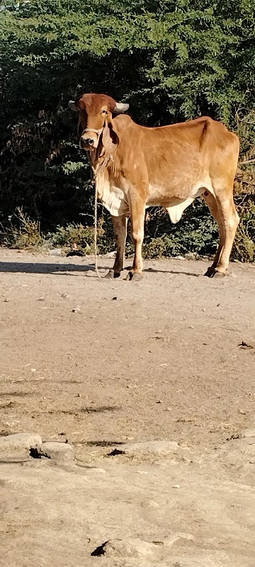 વીસડી દેવાની સે