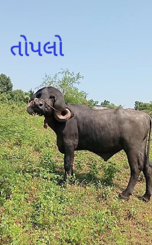 પાડો વેચવાનો છે